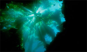 rays of light bursting through kelp