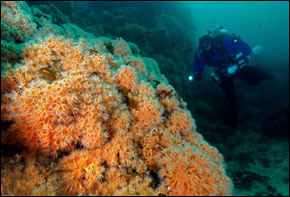 Diver looking at zoo anemones